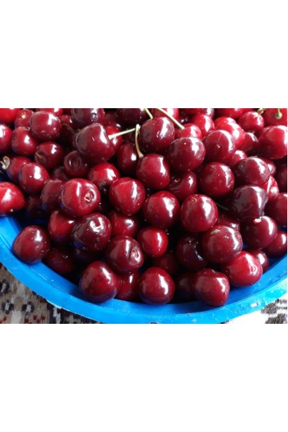 Черешня Бігарро Беккеро — великі ягоди десертного сорту